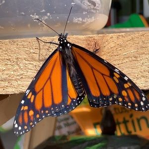 Meet your Posher, Madison